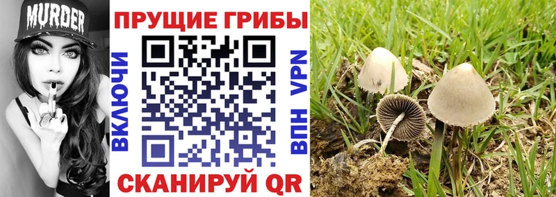 ссылка на мегу рабочий сайт Межгорье Галлюциногенные грибы Psilocybine cubensis